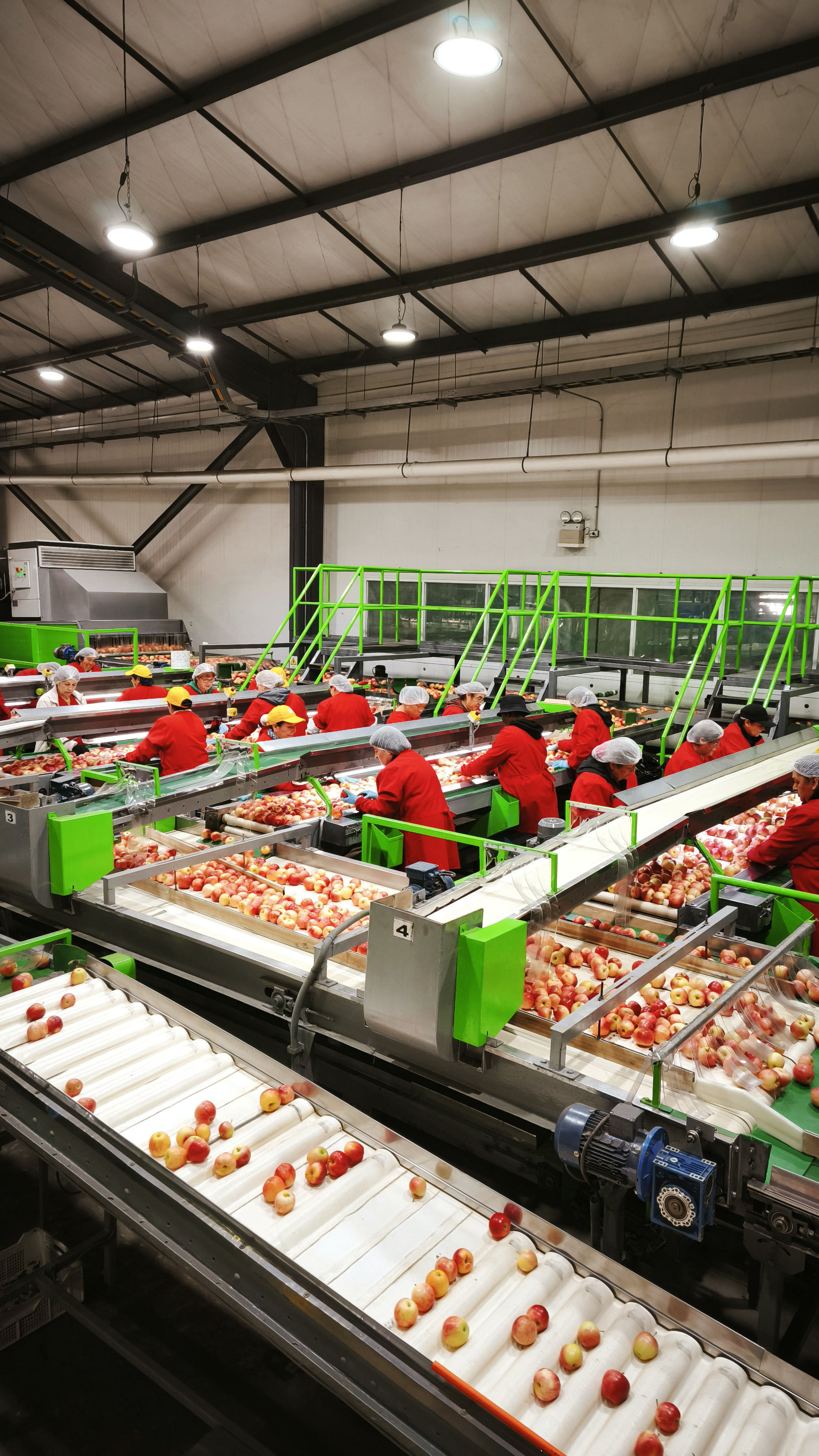 packing dosal manzanas de exportacion